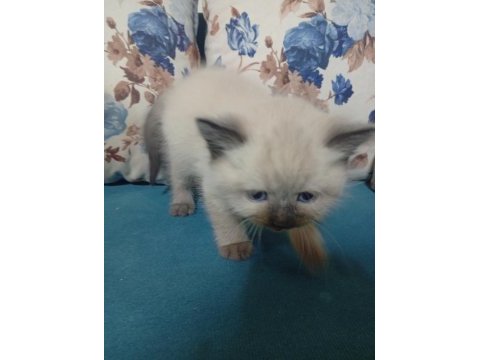 50 günlük british shorthair bebekler