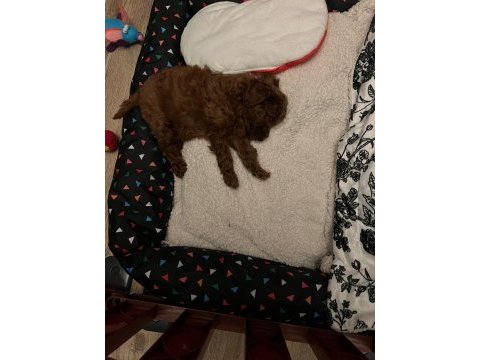 2 aylık toy poodle red brown erkek
