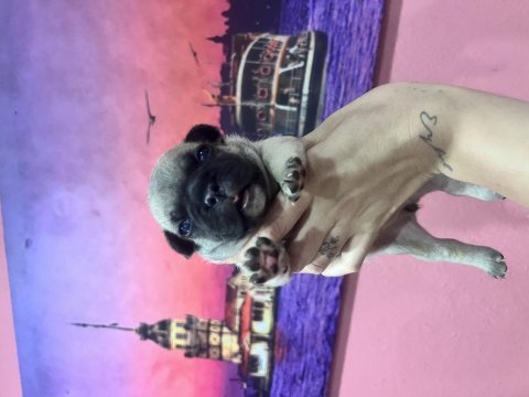 Fransız bulldog bebekler