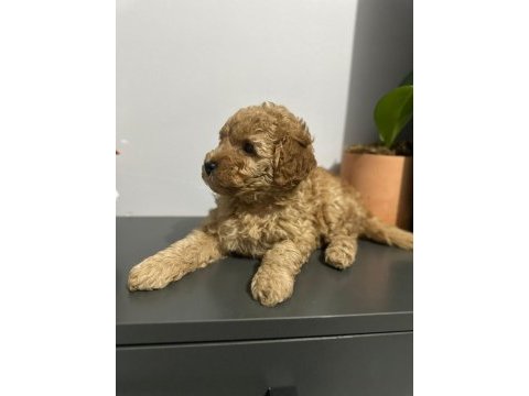 45 günlük poodle yuva aranıyor