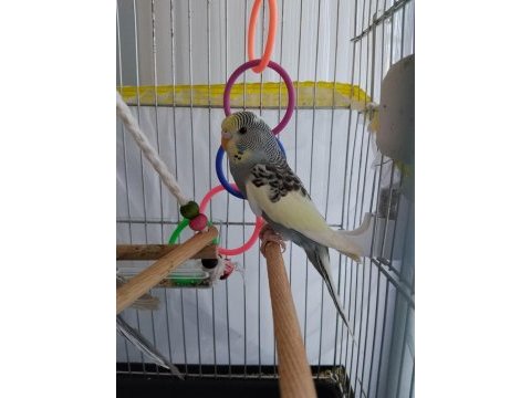 Renk güzeli muhabbet kuşları