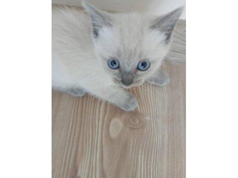 Blue point sevimli yavrularımız rezerveye açık kediler