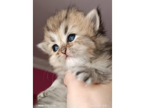 British shorthair ve longhair safkan yavrular