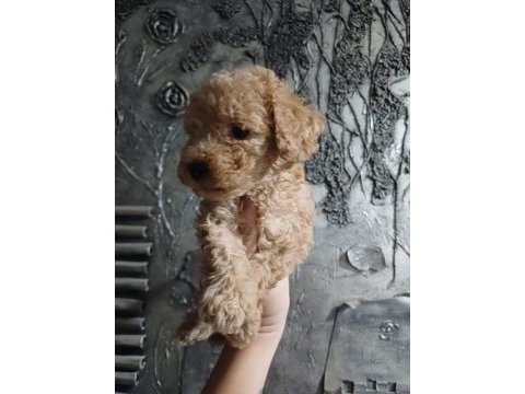 Toy poodle yavruları