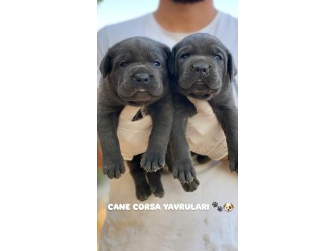 Üst seviye cane corso yavruları