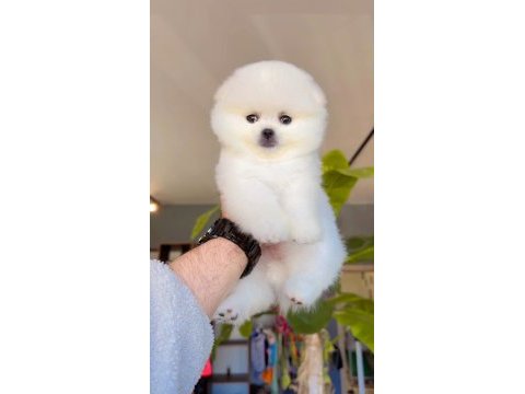 Pomeranian boo yavru