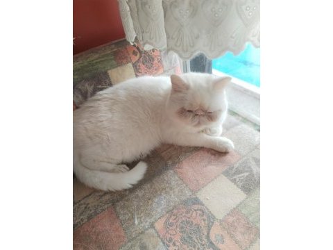 Exotic shorthair dişi kısır