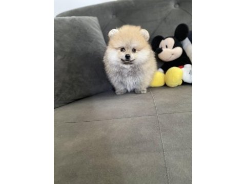 Pomeranian erkek bebek