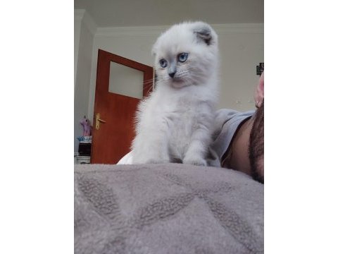 2 aylık sütten kesilmiş scottish fold yavruları