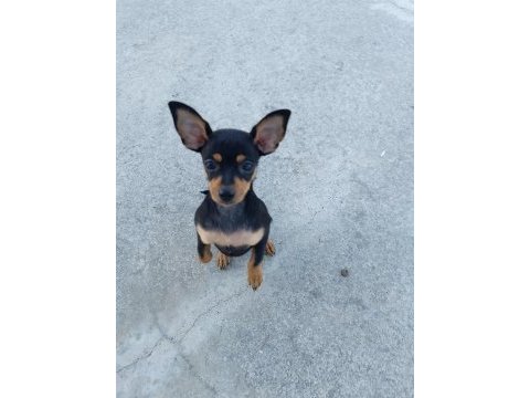Minyatür oyuncu pinscher yavrumuz