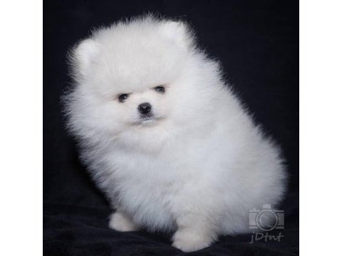 Belarus güzelliği pomeranian boo