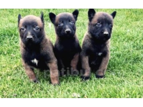 Belçika kurdu (malinois) köpeği