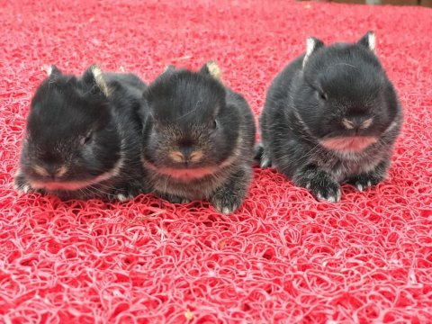 Orjinal safkan cüce tavşan bebeklerimiz