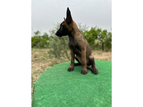 Manisa malinois 45