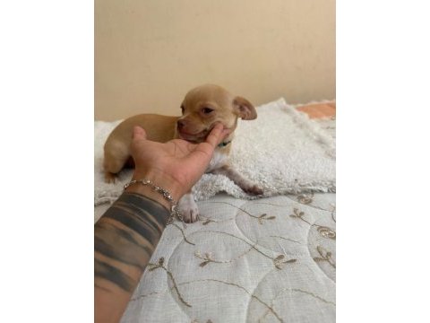 Dişi 3.5 aylık chihuahua