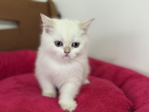 Show kalite goldenpoint british shorthair yavrular