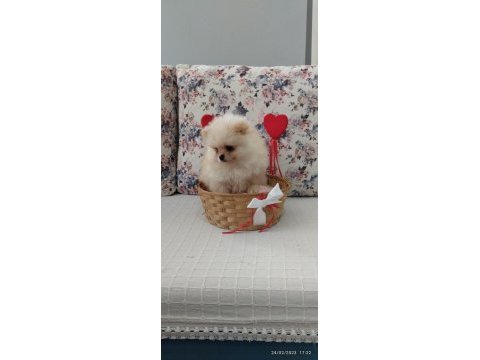 Dünyalar güzeli pomeranian boo erkek yavru
