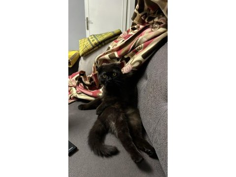 Siyah scottish fold kızımıza yuva arıyoruz