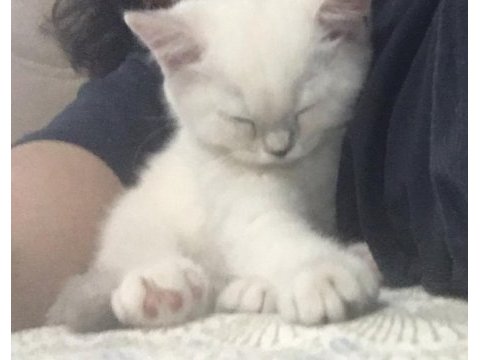 Dünya tatlısı british shorthair
