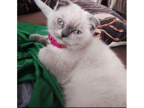 2.5 aylık dişi blue point ayı surat yavru scottish fold