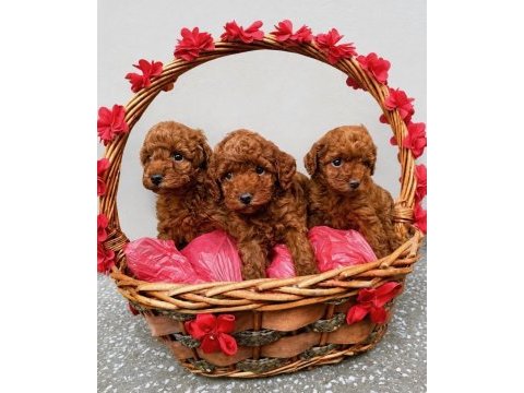 Garantili ev üretimi tertemiz toy poodle
