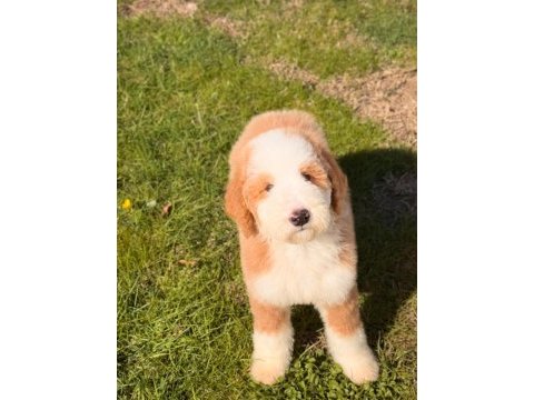Çok özel giant poodle yavrularımız