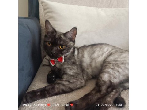 Yakışıklı british shorthair oğluma gelin adayı bekliyorum