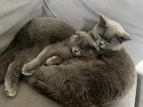 Scottish fold ve british kedisi