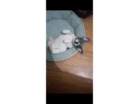 Fransız bulldog köpeğimiz