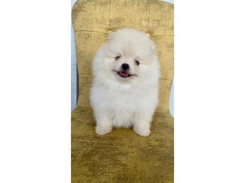 Orijinal pomeranian boo
