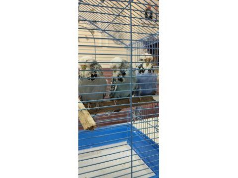 Show jumbo 2025 gençler dişi erkekli muhabbet kuşlar
