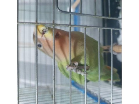 Acil sevda papağanı mutasyon renk kedi ile takas olur
