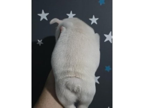 Lilac and tan platinum erkek french bulldog izmir