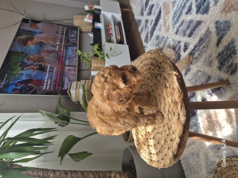 Maksimum 2.5 -3 kg toy poodle aşılı karneli