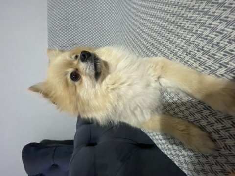 3 yaşında pomeranian