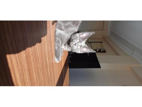 Blue ve black smooke arnold in son maine coon yavruları