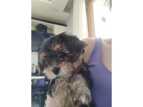 Baba saf kan teacup yorkshire terrier yavrularımız