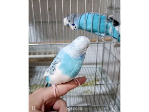 Uyguna çift muhabbet kuşları