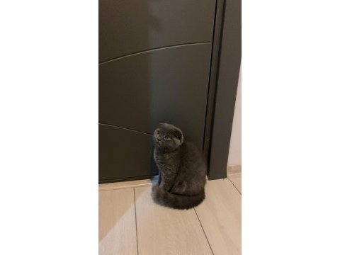 Scottish fold kedimiz
