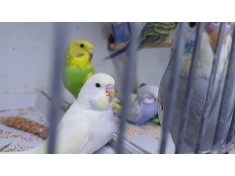 Alıştırmalık muhabbet kuşu yavrular hepsi güzel