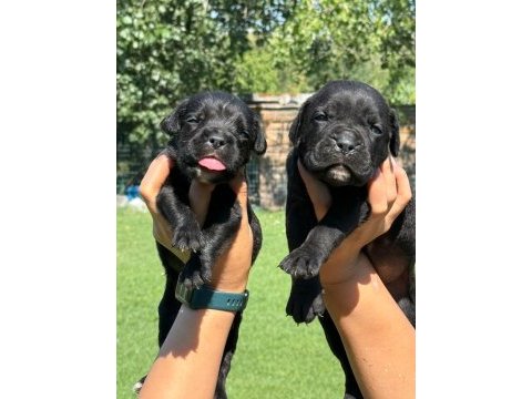 Cane corso yavrularımız çiftliğimızden