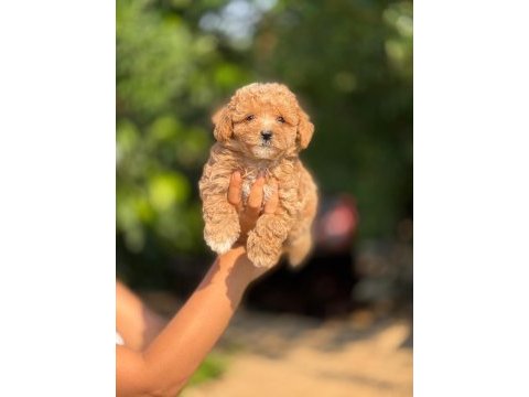 Büyümeyen aşılı çiş eğitimli maltipoo bebekler