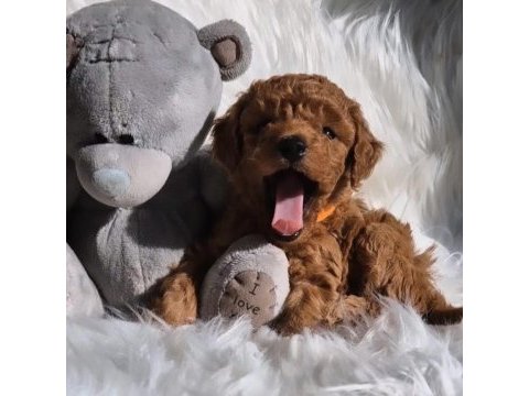 Kore teacup poodle yavrularımız