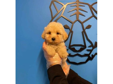 Baby face ırk garantili maltipoo yavrularımız