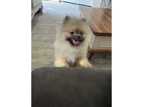 Dişi erkek pomeranian