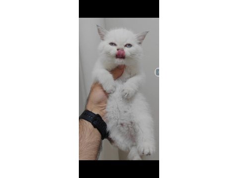British shorthair kedisi