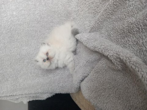 İki dişi ve bir erkek yavru kedilerimiz