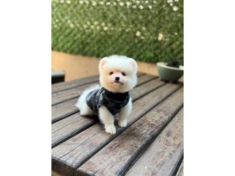 Yavru pomeranian boo köpekler