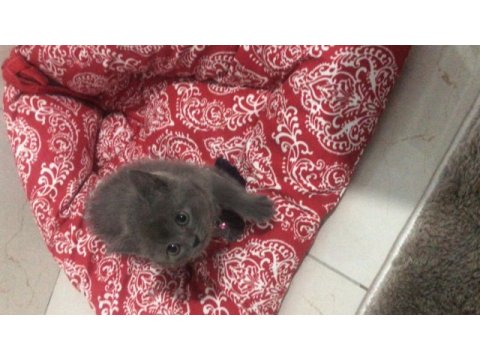 British shorthair yavrularımız yuvalarını arıyor