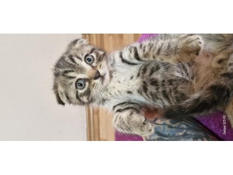 2 aylık scottish fold